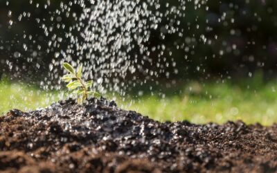 Cómo instalar un sistema de riego casero: guía paso a paso para tener un jardín siempre verde